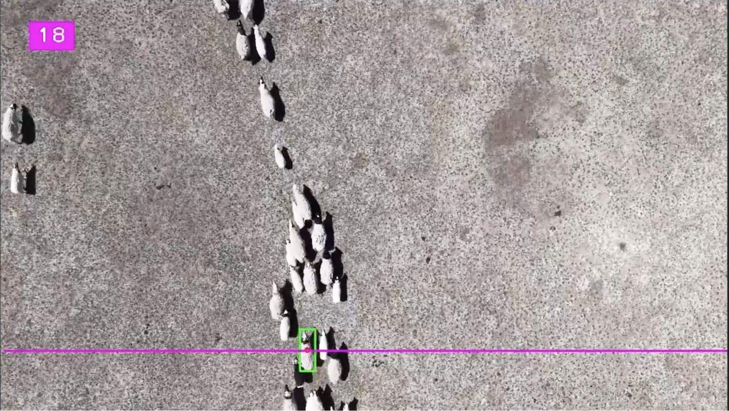 Drone footage of sheep with AI counting boxes